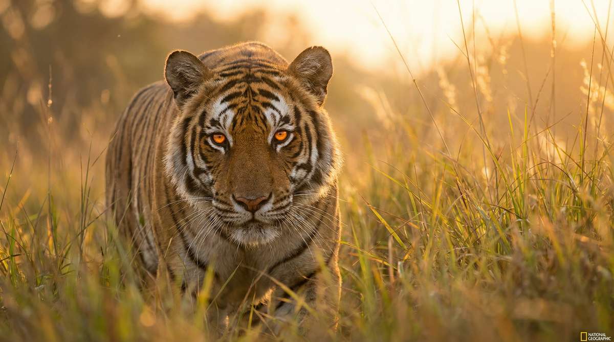 国产今日推荐老虎视频